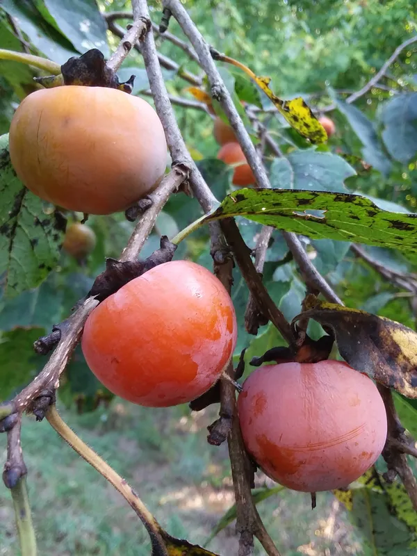 Expensive_Persimmon_Creme_Taxture_Fruit_Plant_&_Tree__For_Garden_(1.5-3.5_Ft_Height)_Hybrid_Persimmon_Live_Fruit_Plant_(Pack_Of_1)