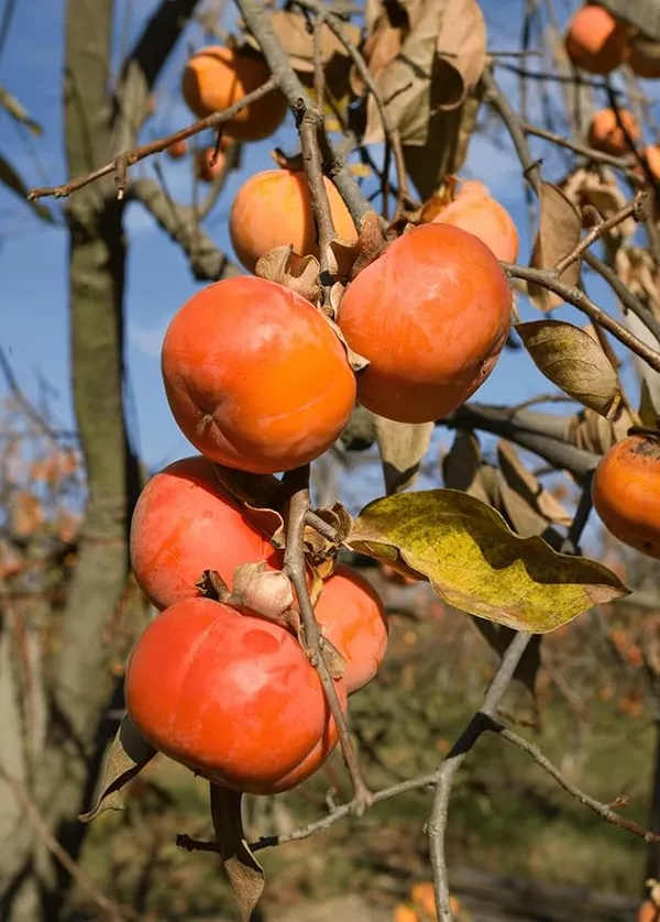 Expensive_Persimmon_Creme_Taxture_Fruit_Plant_&_Tree__For_Garden_(1.5-3.5_Ft_Height)_Hybrid_Persimmon_Live_Fruit_Plant_(Pack_Of_1)