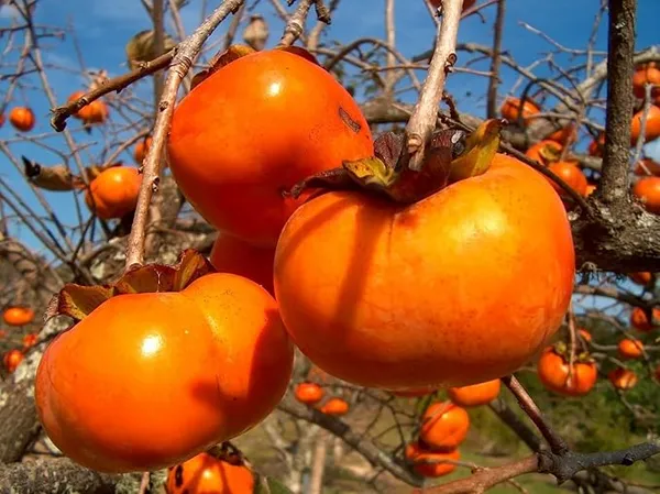 Expensive_Persimmon_Creme_Taxture_Fruit_Plant_&_Tree__For_Garden_(1.5-3.5_Ft_Height)_Hybrid_Persimmon_Live_Fruit_Plant_(Pack_Of_1)