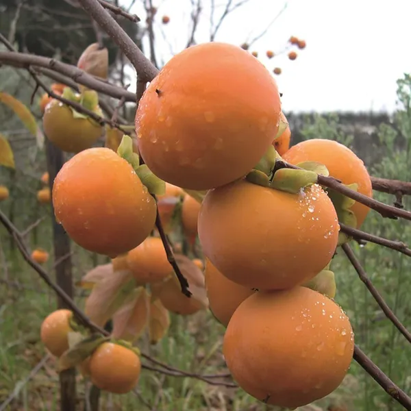 Expensive_Persimmon_Creme_Taxture_Fruit_Plant_&_Tree__For_Garden_(1.5-3.5_Ft_Height)_Hybrid_Persimmon_Live_Fruit_Plant_(Pack_Of_1)