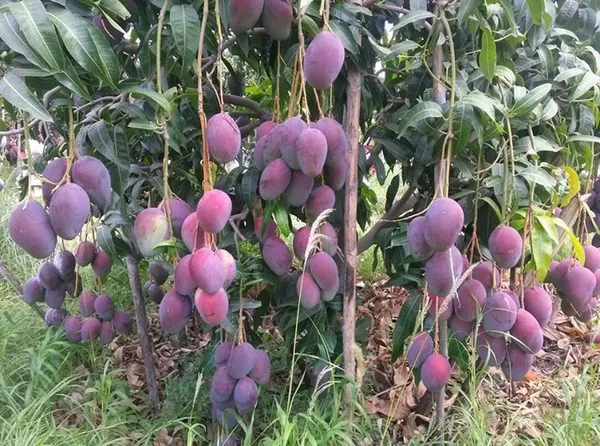 Expensive_Red_Palmer_Mango_Live_Fruit_Plant_&_Tree_For_Home_Garden_(1.5-3.5_Ft_Height)_Well_Watered_Hybrid_Mango_Plant,_Pack_Of_1