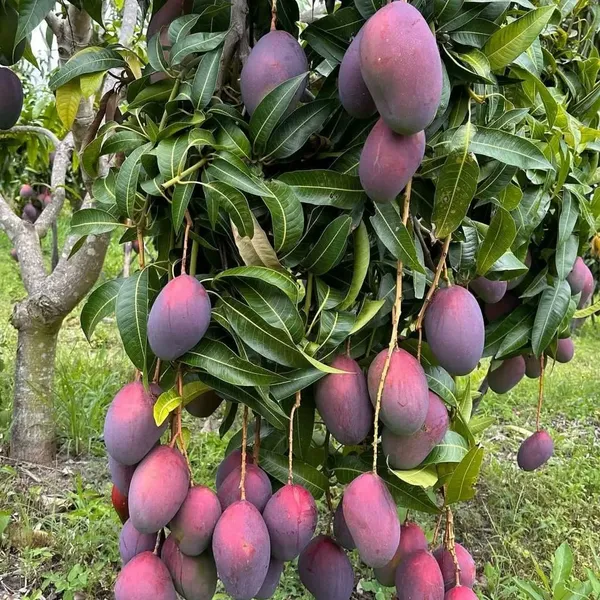 Expensive_Red_Palmer_Mango_Live_Fruit_Plant_&_Tree_For_Home_Garden_(1.5-3.5_Ft_Height)_Well_Watered_Hybrid_Mango_Plant,_Pack_Of_1