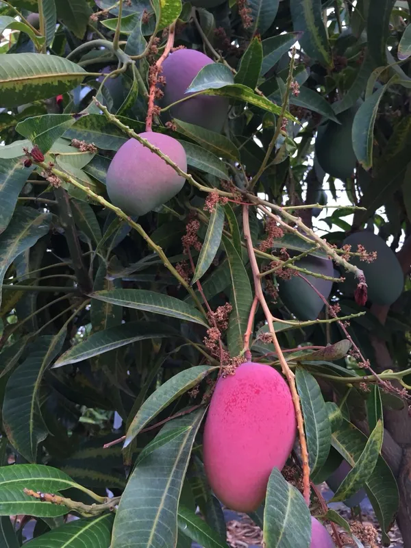 Expensive_Red_Palmer_Mango_Live_Fruit_Plant_&_Tree_For_Home_Garden_(1.5-3.5_Ft_Height)_Well_Watered_Hybrid_Mango_Plant,_Pack_Of_1