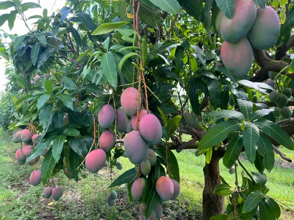 Expensive_Red_Palmer_Mango_Live_Fruit_Plant_&_Tree_For_Home_Garden_(1.5-3.5_Ft_Height)_Well_Watered_Hybrid_Mango_Plant,_Pack_Of_1