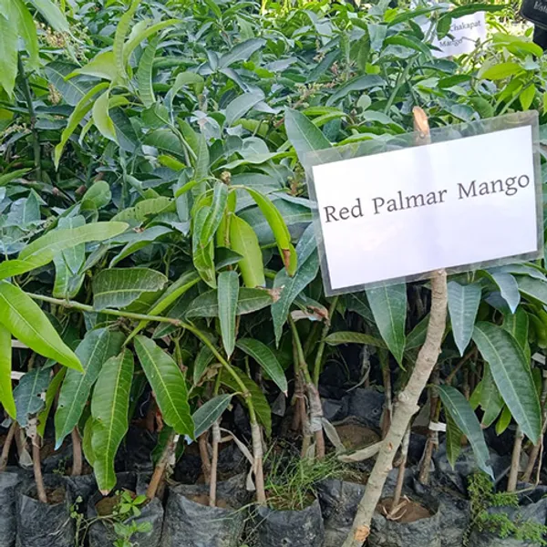 Expensive_Red_Palmer_Mango_Live_Fruit_Plant_&_Tree_For_Home_Garden_(1.5-3.5_Ft_Height)_Well_Watered_Hybrid_Mango_Plant,_Pack_Of_1
