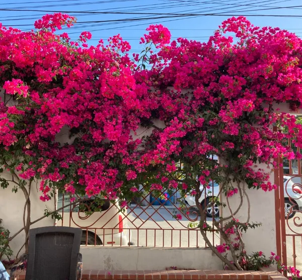Eye_Catching_Bougainvillea_Live_Flowering_Plant_&_Tree_For_Enhance_Your_Home/Office/Garden_Beauty_(1.5-3.5_Ft_Plant_Height)_Pack_Of_1