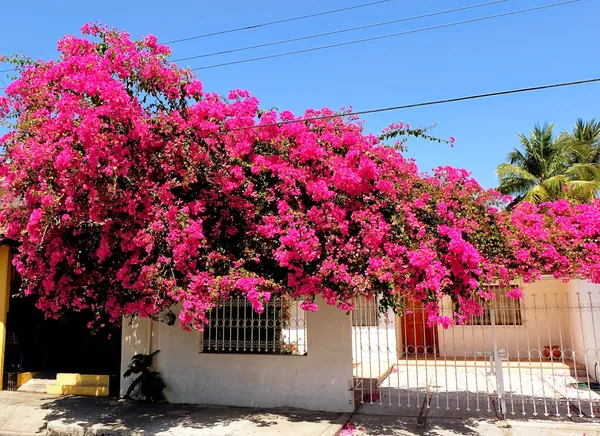 Eye_Catching_Bougainvillea_Live_Flowering_Plant_&_Tree_For_Enhance_Your_Home/Office/Garden_Beauty_(1.5-3.5_Ft_Plant_Height)_Pack_Of_1