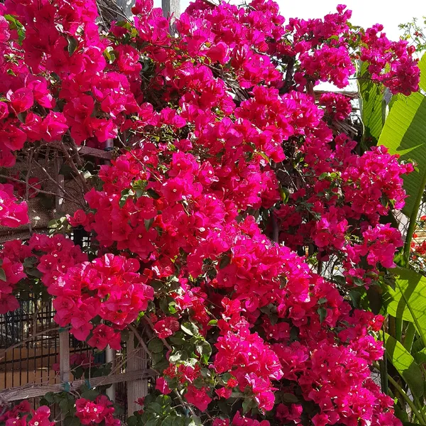 Eye_Catching_Bougainvillea_Live_Flowering_Plant_&_Tree_For_Enhance_Your_Home/Office/Garden_Beauty_(1.5-3.5_Ft_Plant_Height)_Pack_Of_1