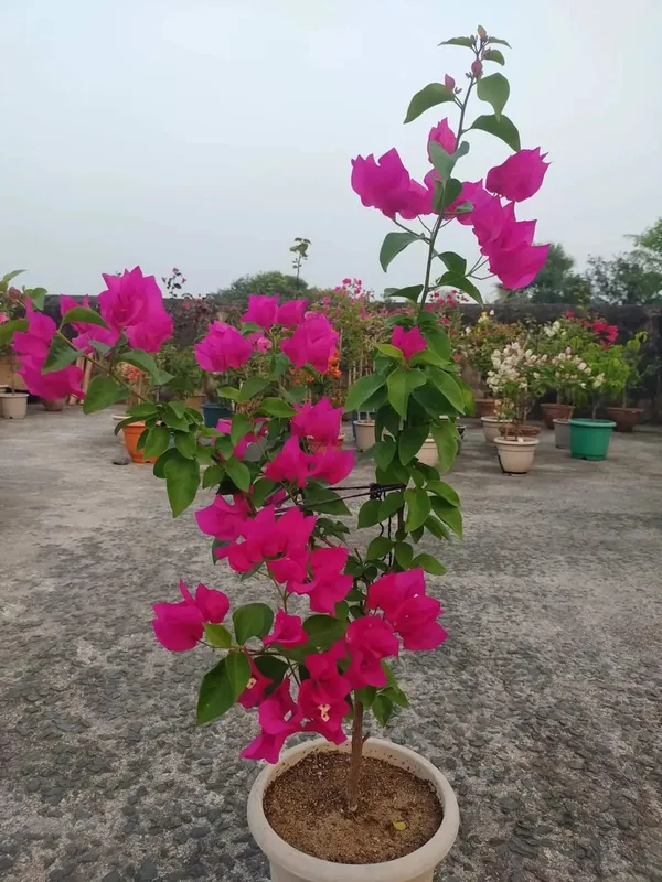 Eye_Catching_Bougainvillea_Live_Flowering_Plant_&_Tree_For_Enhance_Your_Home/Office/Garden_Beauty_(1.5-3.5_Ft_Plant_Height)_Pack_Of_1
