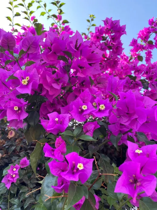 Eye_Catching_Purple_Bougainvillea_Live_Flowering_Plant,_Pack_Of_1