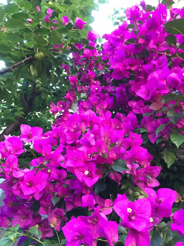 Eye_Catching_Purple_Bougainvillea_Live_Flowering_Plant,_Pack_Of_1