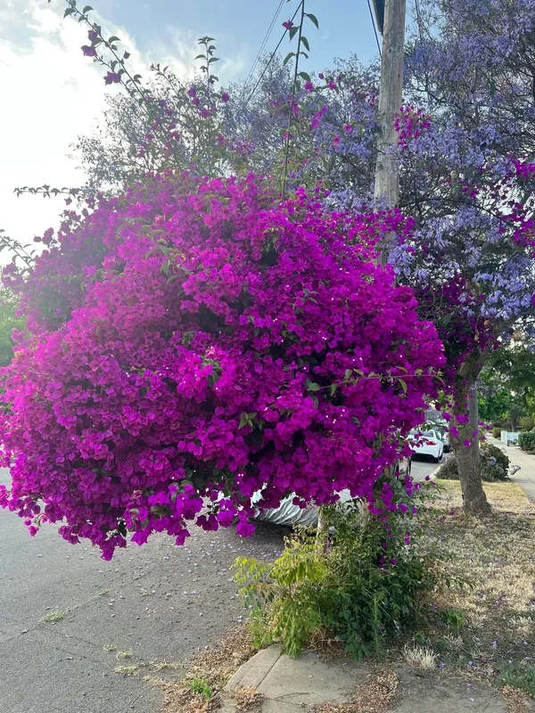 Eye_Catching_Purple_Bougainvillea_Live_Flowering_Plant,_Pack_Of_1