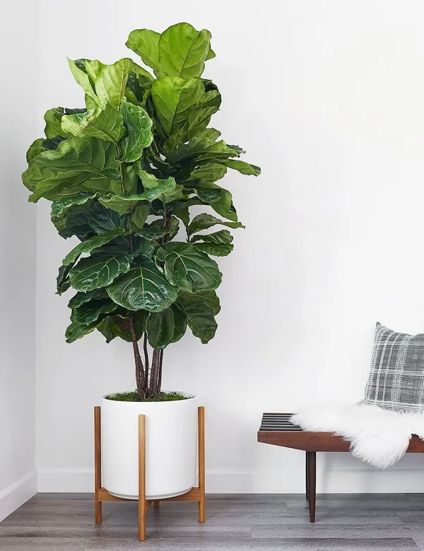 Fiddle-leaf_fig_Plant