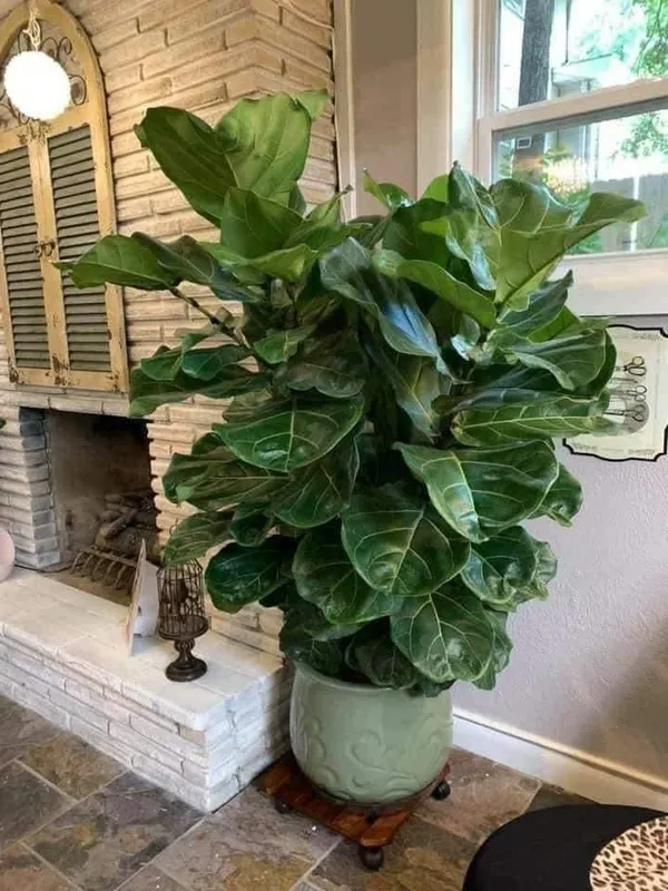 Fiddle-leaf_fig_Plant