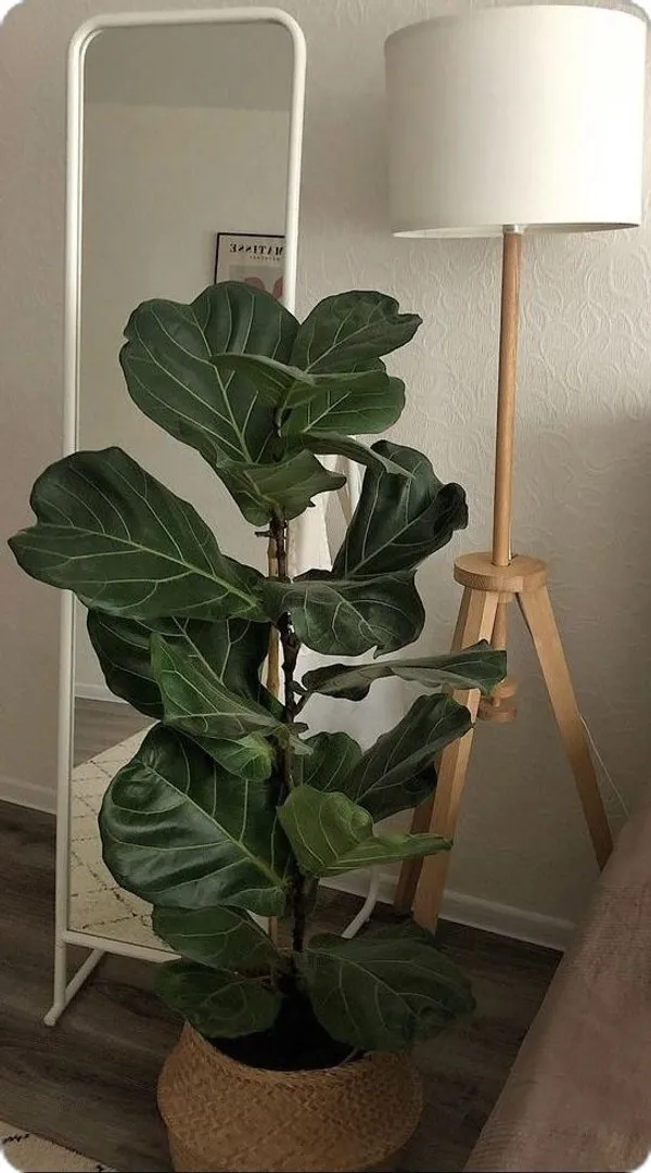 Fiddle-leaf_fig_Plant