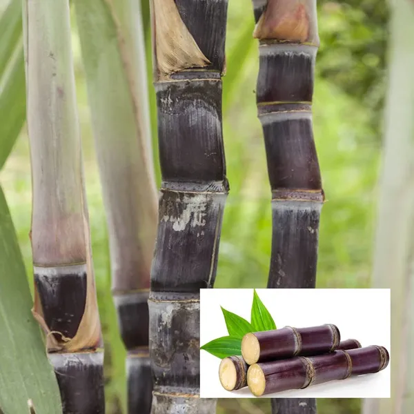 Pilipino_Soft_Black_Sugarcane_Healthy_Fruit_Plant_&_Tree_(1.5-3.5_Ft_Height)_For_Garden,_Ganna_Healthy_Fruit_Plant_(Pack_Of_1)