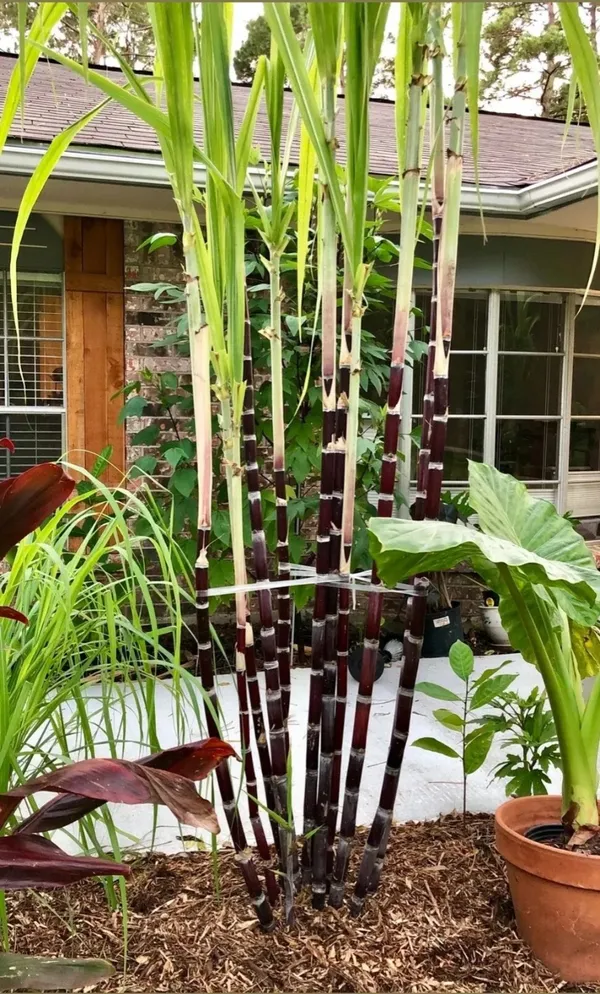 Pilipino_Soft_Black_Sugarcane_Healthy_Fruit_Plant_&_Tree_(1.5-3.5_Ft_Height)_For_Garden,_Ganna_Healthy_Fruit_Plant_(Pack_Of_1)