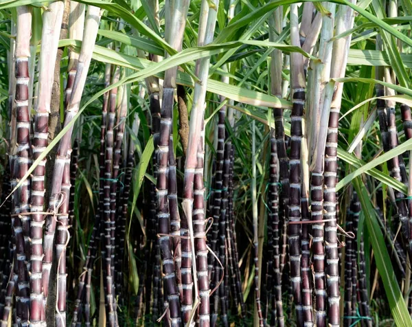 Pilipino_Soft_Black_Sugarcane_Healthy_Fruit_Plant_&_Tree_(1.5-3.5_Ft_Height)_For_Garden,_Ganna_Healthy_Fruit_Plant_(Pack_Of_1)