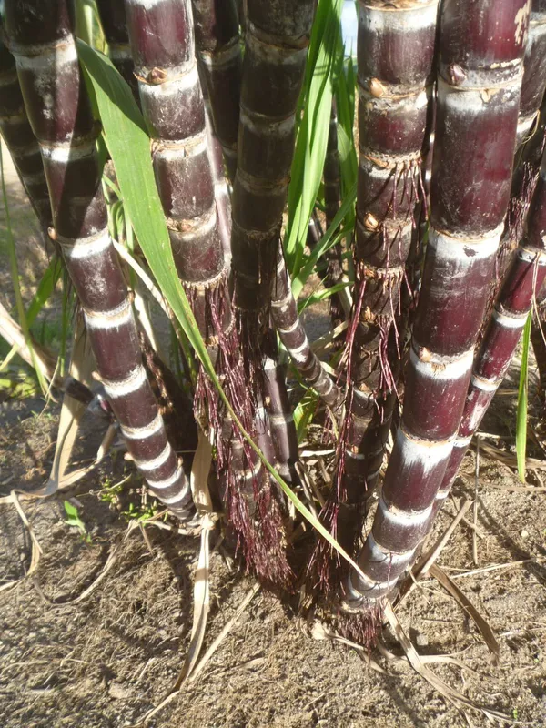 Pilipino_Soft_Black_Sugarcane_Healthy_Fruit_Plant_&_Tree_(1.5-3.5_Ft_Height)_For_Garden,_Ganna_Healthy_Fruit_Plant_(Pack_Of_1)