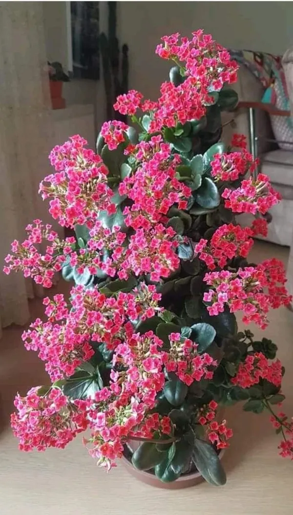 Florist_Kalanchoe_Flower_plant