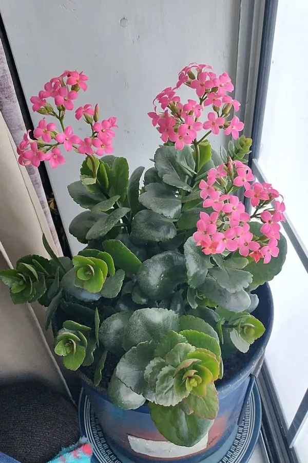 Florist_Kalanchoe_Flower_plant