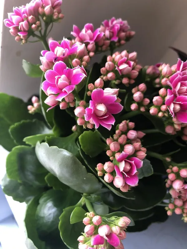 Florist_Kalanchoe_Flower_plant