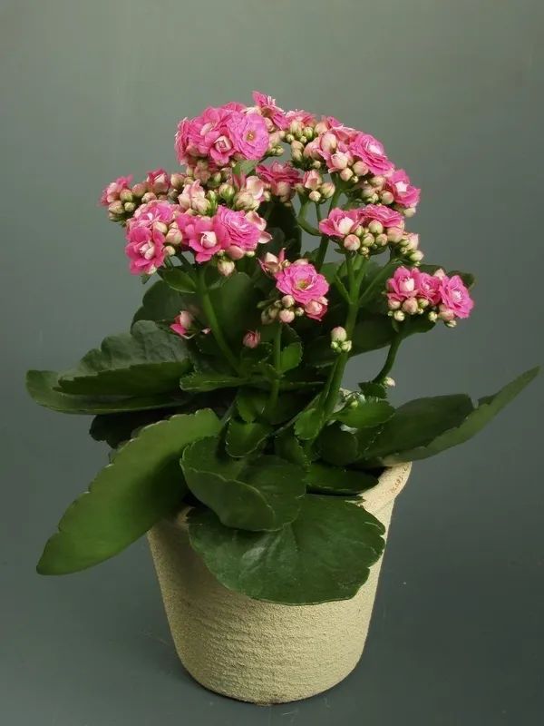 Florist_Kalanchoe_Flower_plant