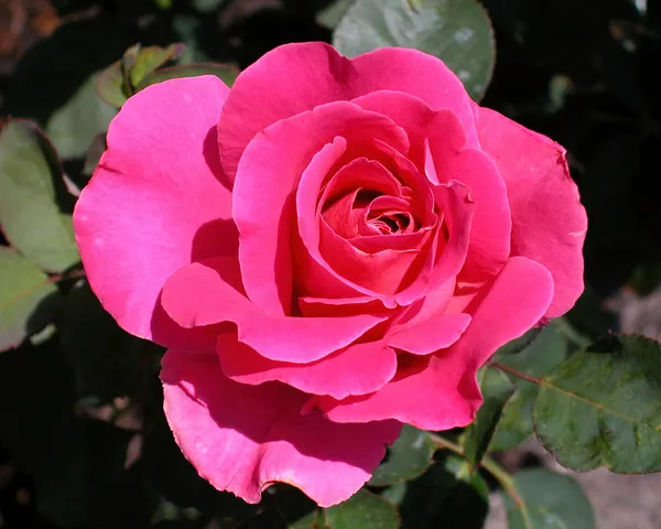 Fluffy_Pink_Rose_Flowering_Plant_&_Tree_For_Shrub/Bush/Home_Garden_(Hybrid,_Pack_Of_1)