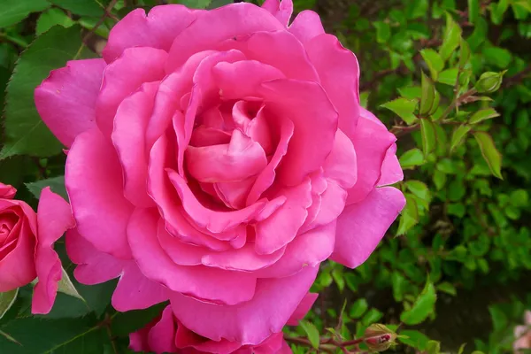 Fluffy_Pink_Rose_Flowering_Plant_&_Tree_For_Shrub/Bush/Home_Garden_(Hybrid,_Pack_Of_1)