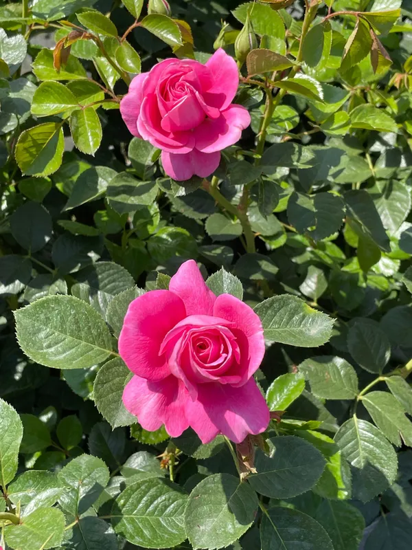 Fluffy_Pink_Rose_Flowering_Plant_&_Tree_For_Shrub/Bush/Home_Garden_(Hybrid,_Pack_Of_1)