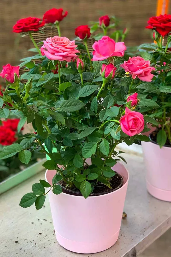 Fluffy_Pink_Rose_Flowering_Plant_&_Tree_For_Shrub/Bush/Home_Garden_(Hybrid,_Pack_Of_1)