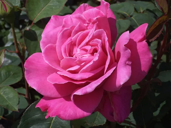 Fluffy_Pink_Rose_Flowering_Plant_&_Tree_For_Shrub/Bush/Home_Garden_(Hybrid,_Pack_Of_1)