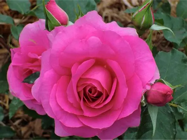 Fluffy_Pink_Rose_Flowering_Plant_&_Tree_For_Shrub/Bush/Home_Garden_(Hybrid,_Pack_Of_1)