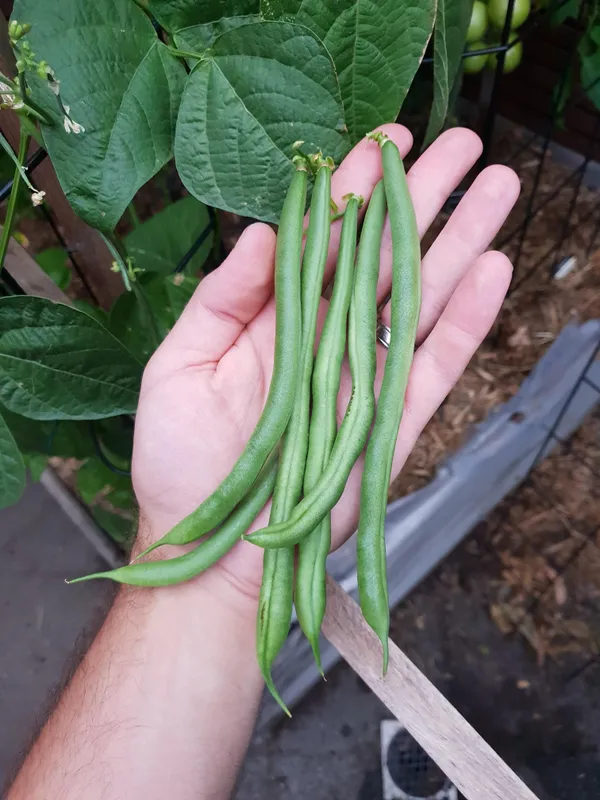 French_Beans_Hybrid_Seeds_-_200_gms_For_Your_Home_Garden_(Pack_Of_1)_Green_Beans_Seed_Germination_Time_3–7_Days