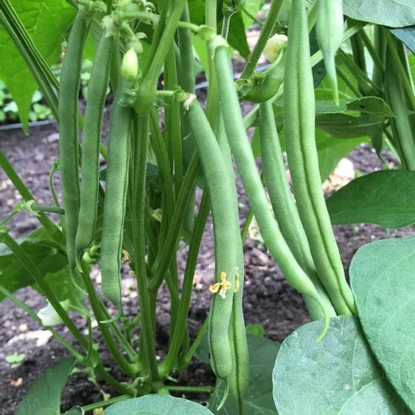 French_Beans_Hybrid_Seeds_-_200_gms_For_Your_Home_Garden_(Pack_Of_1)_Green_Beans_Seed_Germination_Time_3–7_Days