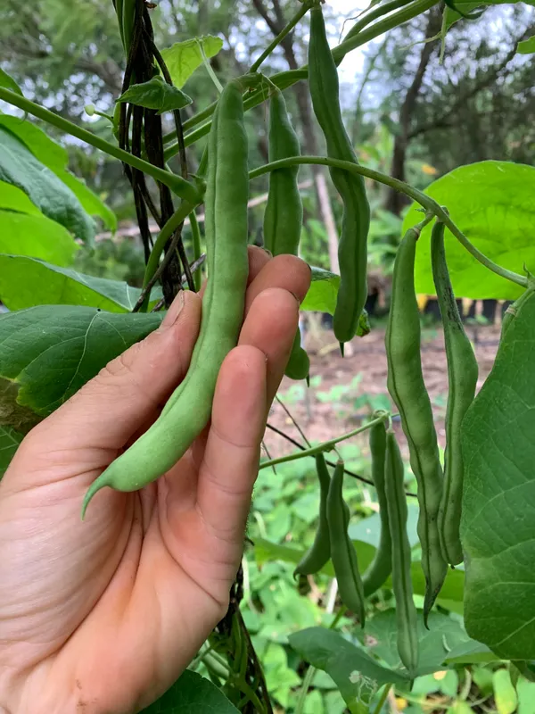 French_Beans_Hybrid_Seeds_-_200_gms_For_Your_Home_Garden_(Pack_Of_1)_Green_Beans_Seed_Germination_Time_3–7_Days