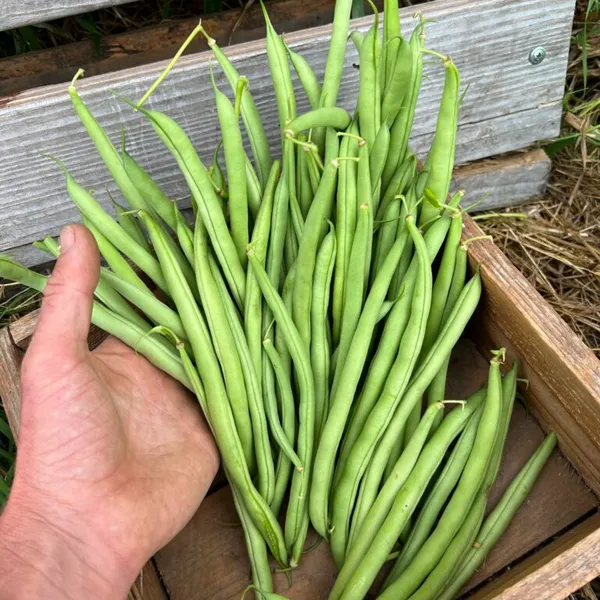 French_Beans_Hybrid_Seeds_-_200_gms_For_Your_Home_Garden_(Pack_Of_1)_Green_Beans_Seed_Germination_Time_3–7_Days
