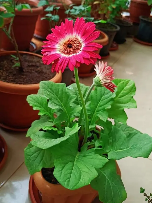 Garbera_Flower_plant__(pack_Of_on)