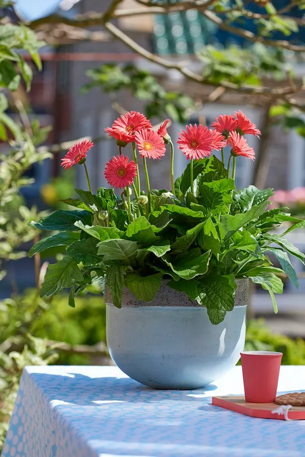 Garbera_Flower_plant__(pack_Of_on)
