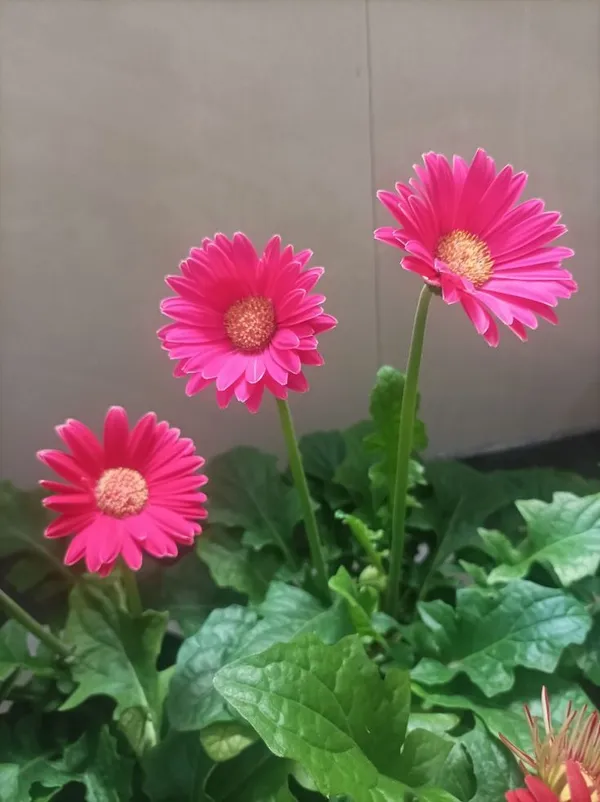 Garbera_Flower_plant__(pack_Of_on)