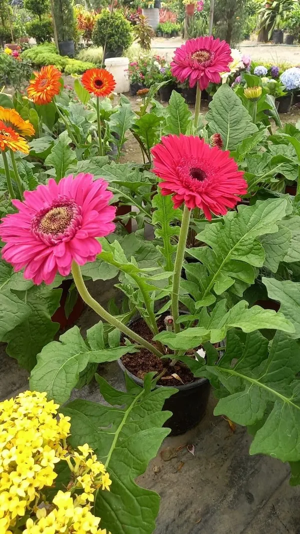 Garbera_Flower_plant__(pack_Of_on)