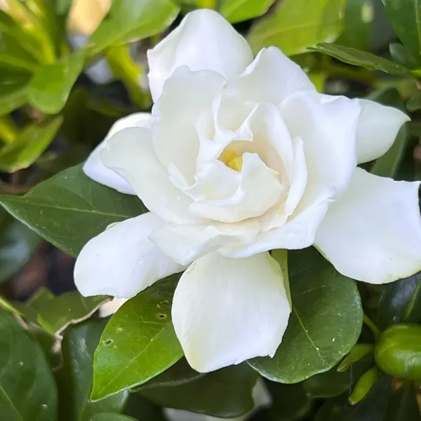 Gardenia_Attractive_Flower_Plant_&_Tree_For_Sheub/Bush/Home_Garden,_Pack_Of_1