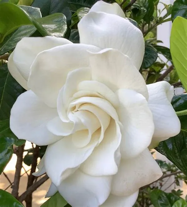 Gardenia_Attractive_Flower_Plant_&_Tree_For_Sheub/Bush/Home_Garden,_Pack_Of_1