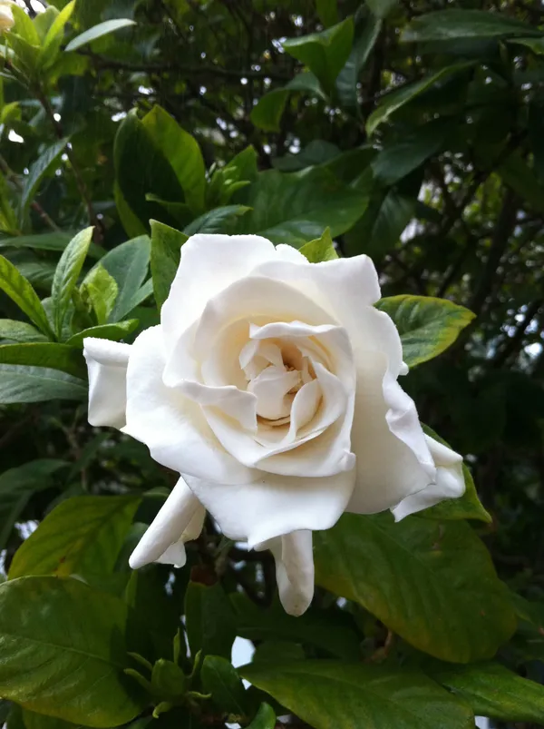 Gardenia_Attractive_Flower_Plant_&_Tree_For_Sheub/Bush/Home_Garden,_Pack_Of_1