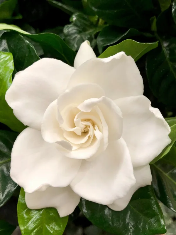 Gardenia_Attractive_Flower_Plant_&_Tree_For_Sheub/Bush/Home_Garden,_Pack_Of_1