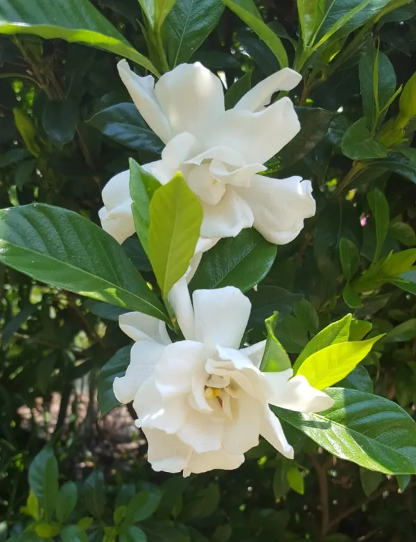 Gardenia_Attractive_Flower_Plant_&_Tree_For_Sheub/Bush/Home_Garden,_Pack_Of_1