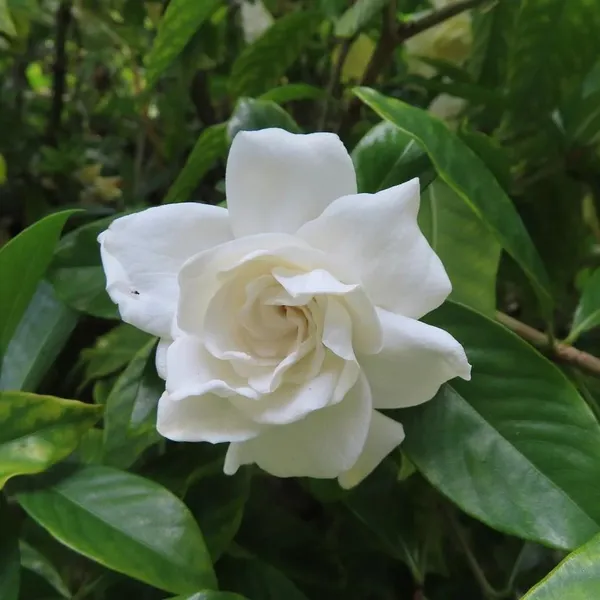 Gardenia_Attractive_Flower_Plant_&_Tree_For_Sheub/Bush/Home_Garden,_Pack_Of_1