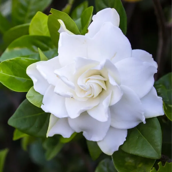 Gardenia_Attractive_Flower_Plant_&_Tree_For_Sheub/Bush/Home_Garden,_Pack_Of_1