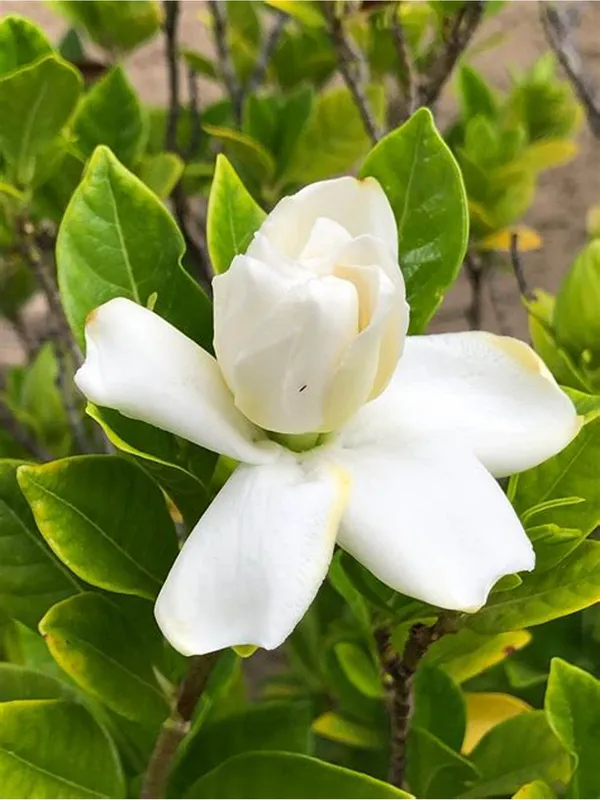Gardenia_Gandharaj_Cape_Jasmine_Highly_Fragrant_Flower_Shrubs_Live_Plants_&_Tree
