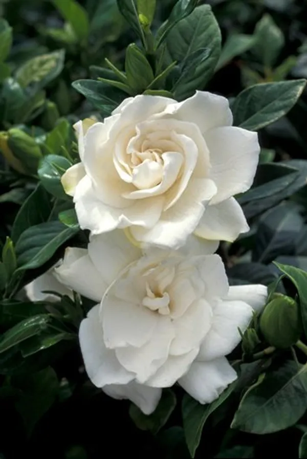Gardenia_Gandharaj_Cape_Jasmine_Highly_Fragrant_Flower_Shrubs_Live_Plants_&_Tree